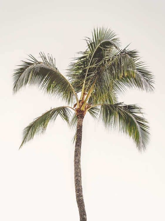 Picture of ROSY PALM TREE