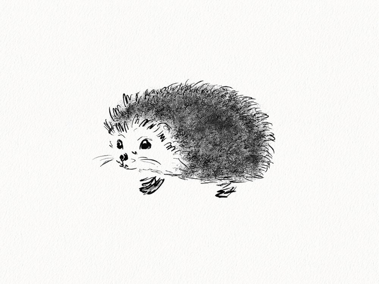 Picture of HEDGEHOG