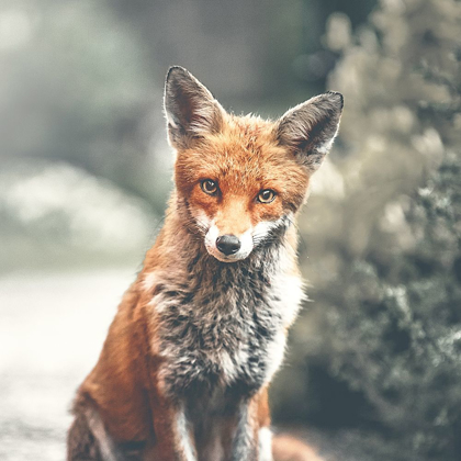 Picture of FOX