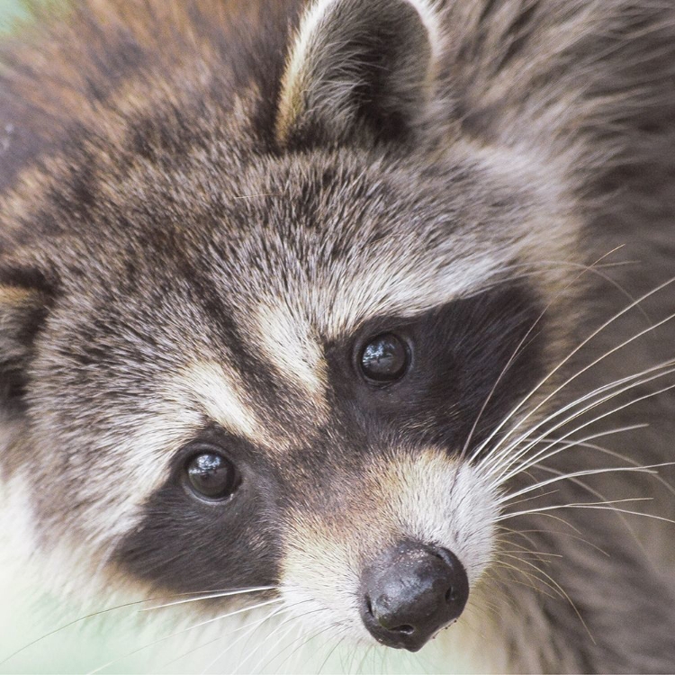 Picture of RACCOON