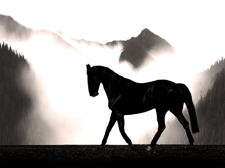 Picture of WANDERING HORSE