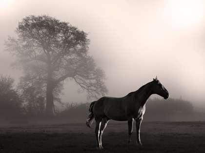 Picture of WANDERING HORSE 3