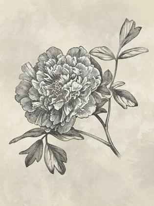 Picture of MUTED FLORAL SKETCHES 1