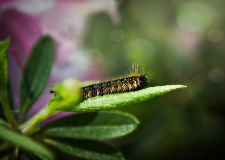 Picture of CATERPILLAR