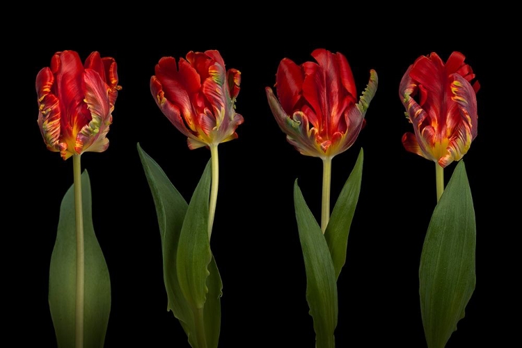 Picture of ROCOCO TULIPS