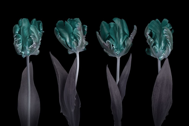 Picture of ROCOCO TULIPS