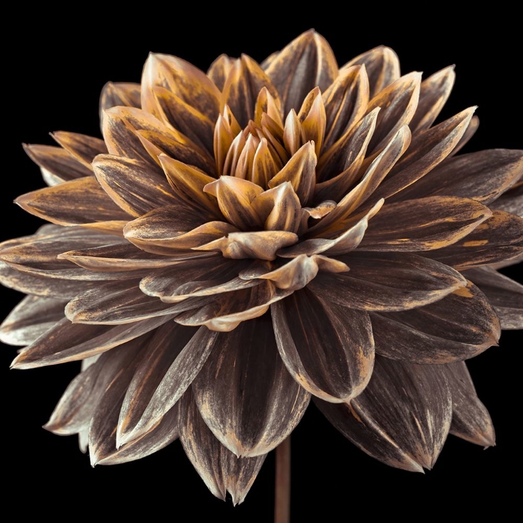 Picture of DAHLIA FLOWER CLOSE-UP