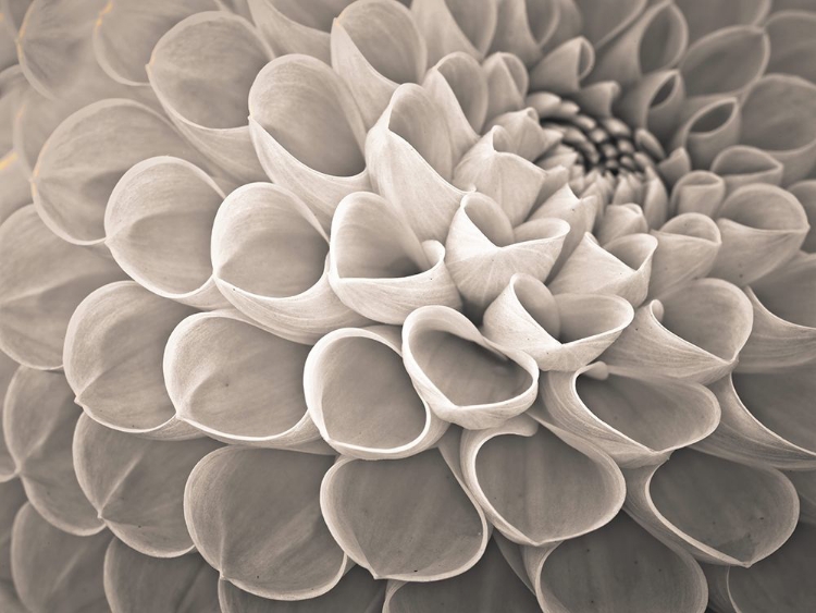 Picture of DAHLIA FLOWERS