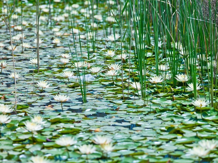 Picture of WATER LILIES