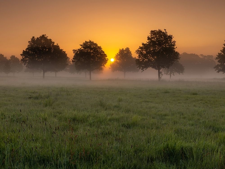 Picture of MISTY SUNRISE IN COUNTRYSIDE-BERKSHIRE-UK