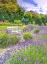 Picture of LAVENDER FIELD