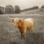 Picture of HIGHLAND COWS