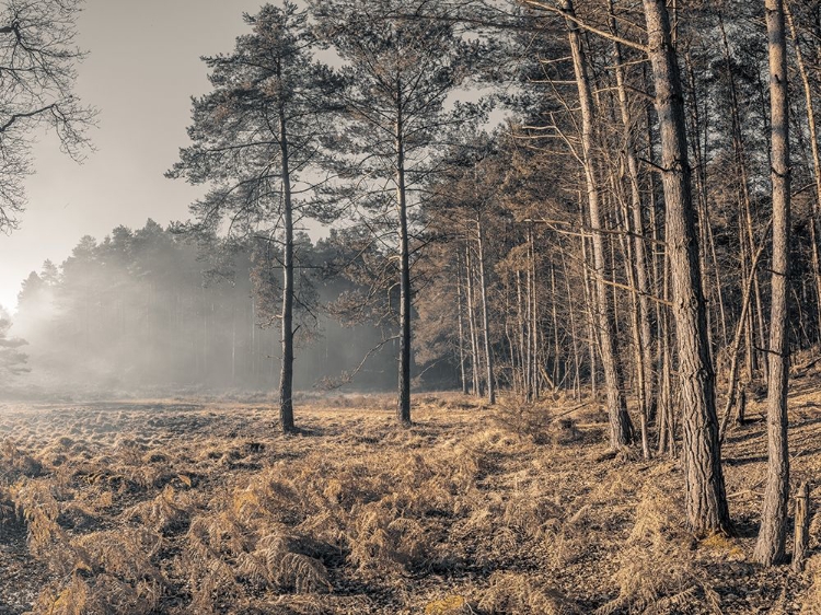 Picture of MISTY FOREST