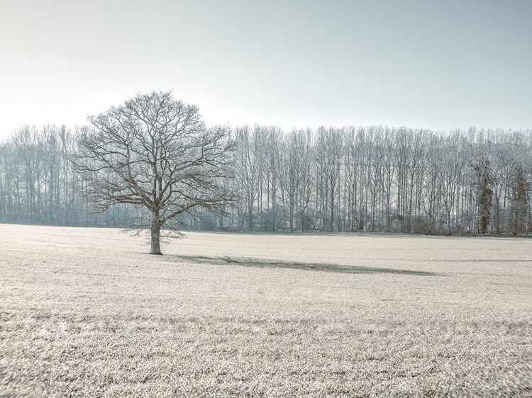 Picture of TREES ON GRASS FIELD