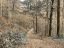 Picture of FOREST PATH-LAKE DISTRICT