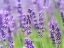 Picture of LAVENDER