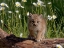 Picture of MONTANA BABY BOBCAT CLOSE-UP