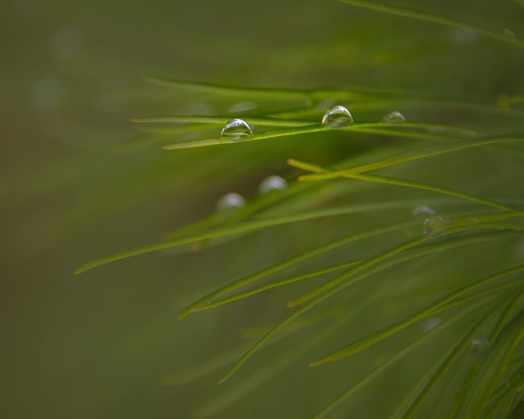 Picture of NEW JERSEY-WHARTON STATE FOREST CLOSE-UP OF DEW ON GRASS 