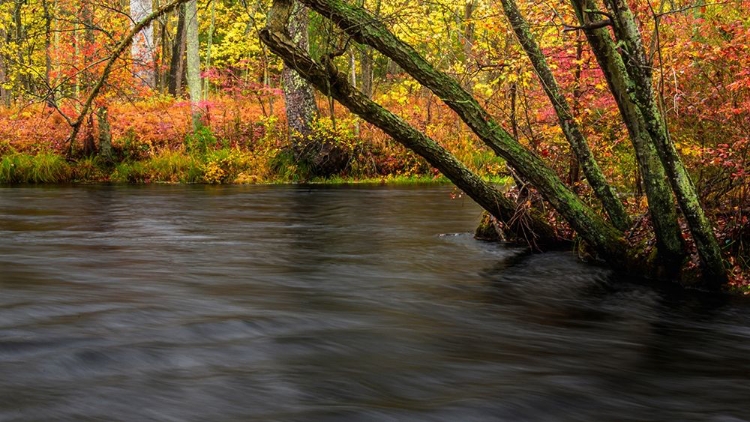 Picture of NEW JERSEY-WHARTON STATE FOREST RIVER AND FOREST IN AUTUMN 