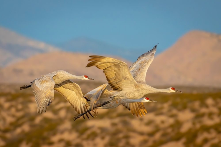 Picture of NEW MEXICO-BOSQUE DEL APACHE NATIONAL WILDLIFE RESERVE SANDHILL CRANES FLYING 