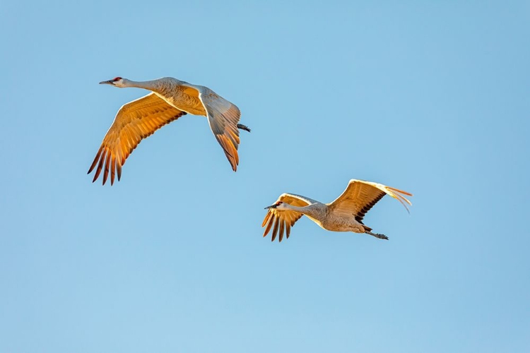 Picture of NEW MEXICO-BOSQUE DEL APACHE NATIONAL WILDLIFE RESERVE SANDHILL CRANE PAIR FLYING AT SUNRISE 