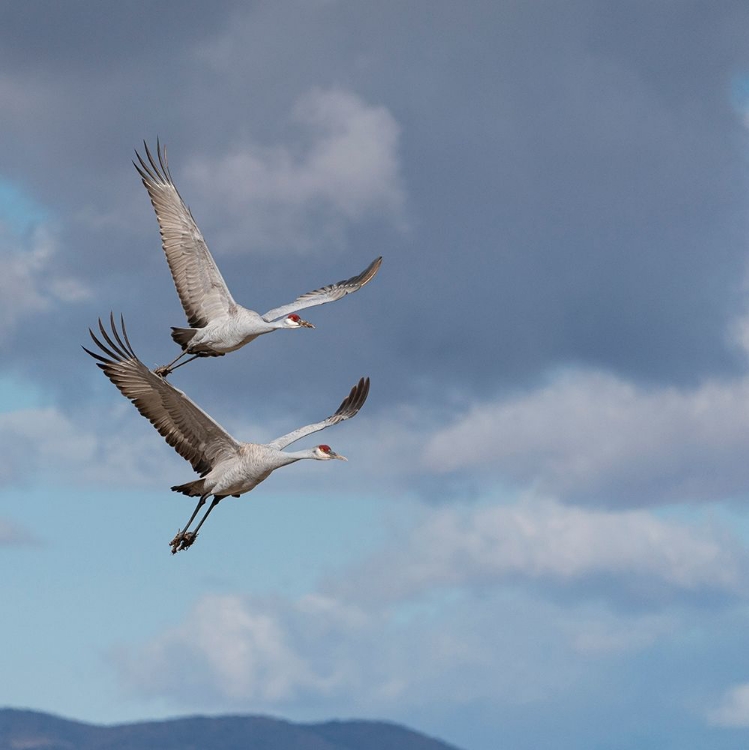 Picture of SANDHILL CRANES IN FLIGHT-GRUS CANADENSIS-BOSQUE DEL APACHE NATIONAL WILDLIFE REFUGE-NEW MEXICO