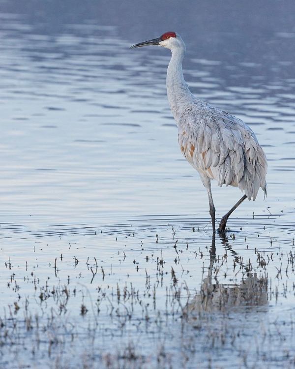 Picture of SANDHILL CRANE-BOSQUE DEL APACHE NATIONAL WILDLIFE REFUGE-NEW MEXICO