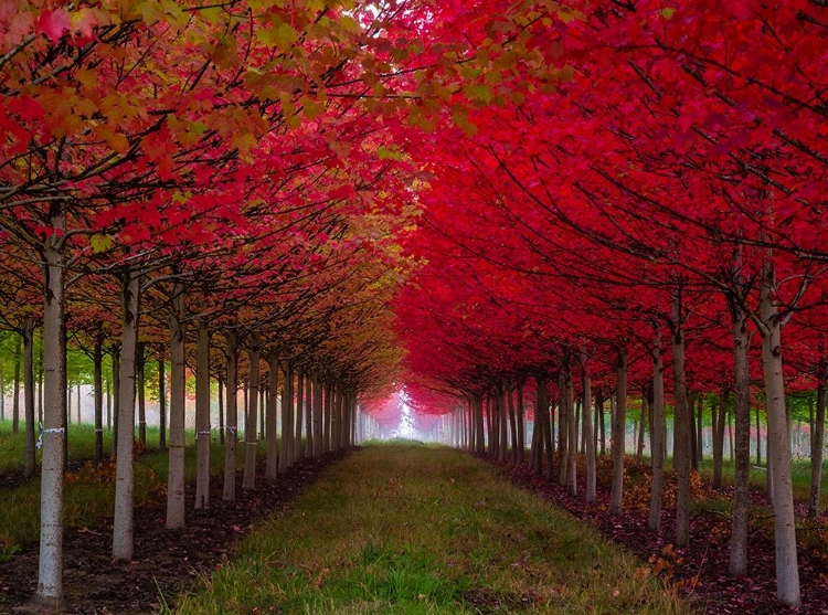 Picture of OREGON-FOREST GROVE A GROVE OF TREES IN FULL AUTUMN RED