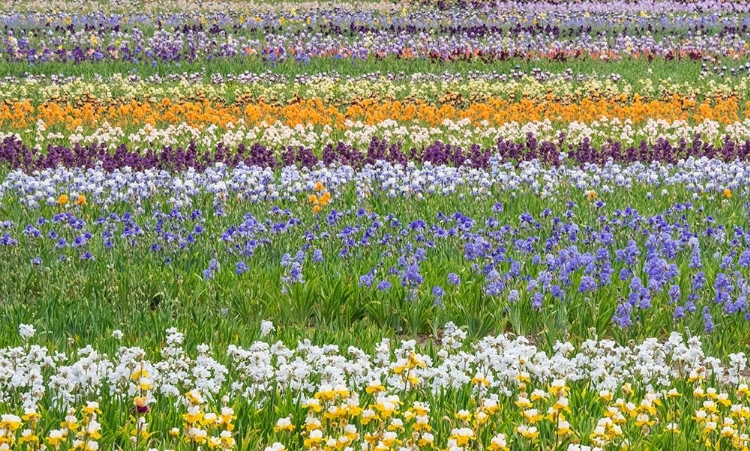 Picture of OREGON-SALEM BEARDED IRIS GROWN IN FIELD