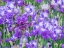 Picture of OREGON-SALEM-BEARDED IRIS SPRINGTIME BLOOM