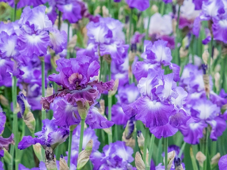 Picture of OREGON-SALEM-BEARDED IRIS SPRINGTIME BLOOM