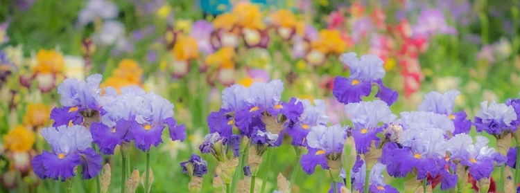 Picture of OREGON-SALEM-BEARDED IRIS SPRINGTIME BLOOM