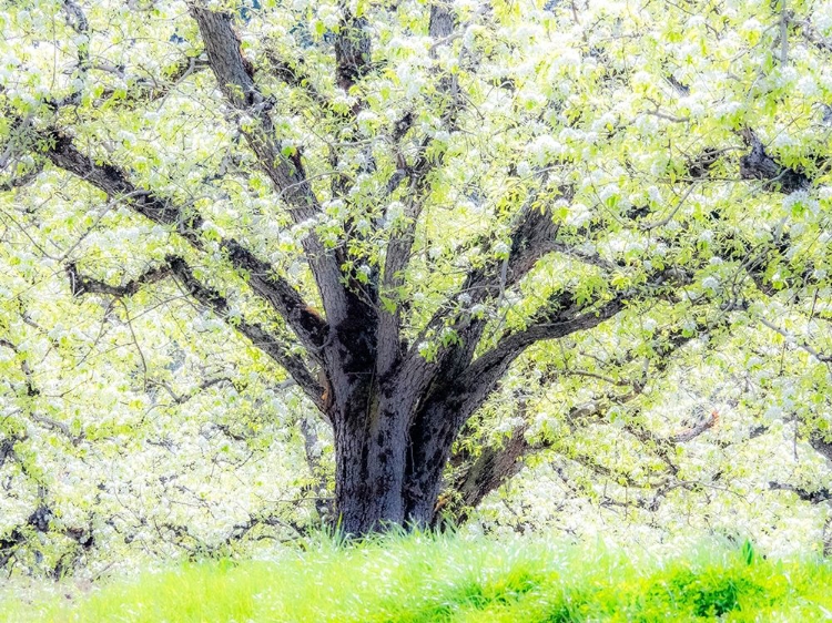 Picture of OREGON-HOOD RIVER-SPRING BLOOMING APPLE TREE ORCHARD