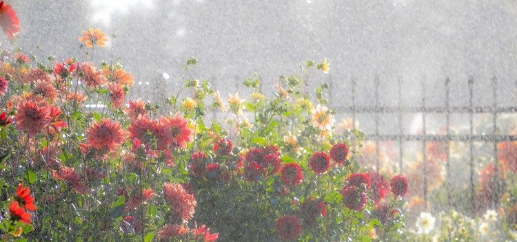 Picture of OREGON-CANBY-SWAM ISLAND DAHLIAS-WATER COMING DOWN ON FLOWERS