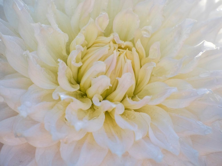 Picture of OREGON-CANBY-SWAM ISLAND DAHLIAS-DAHLIA FLOWER CLOSE-UPS