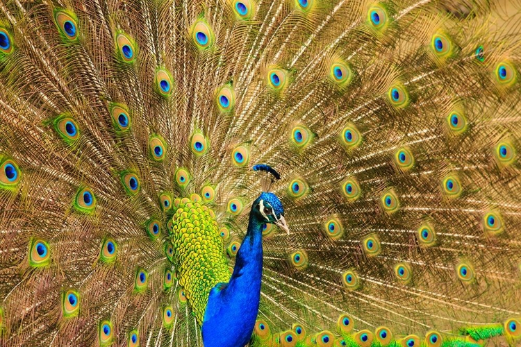 Picture of SOUTH CAROLINA-CHARLESTON PEACOCK DISPLAYING SPRING TAIL FEATHERS