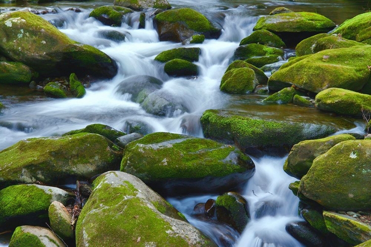 Picture of WATER FALLING OVER BOULDERS ON ROARING FORK MOTOR NATURE TRAIL