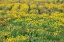 Picture of TEXAS WILDFLOWERS