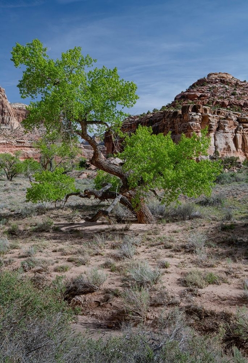 Picture of UTAH LUSH GREEN LEAVES ON COTTONWOOD TREE IN THE DESERT-SAN RAFAEL SWELL