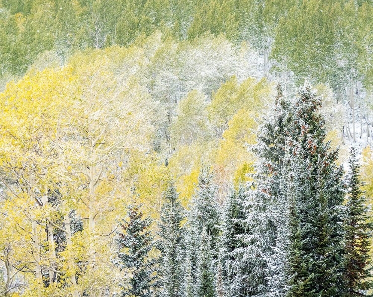 Picture of UTAH-WASATCH MOUNTAIN RANGE FRESH AUTUMN SNOWS-ASPENS AND EVERGREENS