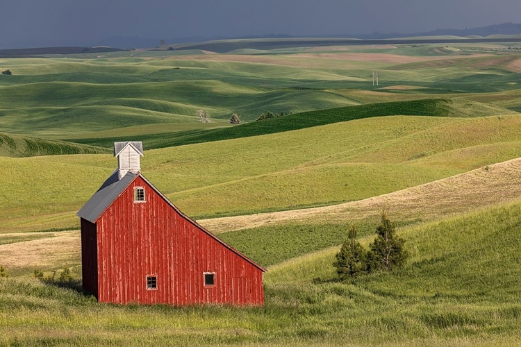 Picture of RED BARN IN VALLEY OF ROLLING FARM FIELDS-PALOUSE AGRICULTURAL REGION OF WESTERN IDAHO