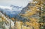 Picture of LARCHES DISPLAYING GOLDEN AUTUMN COLOR AFTER FRESH SNOWFALL AT CUTTHROAT PASS