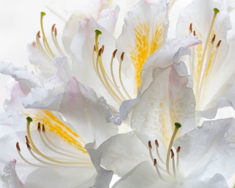 Picture of WASHINGTON STATE-SEABECK WHITE AZALEA #2