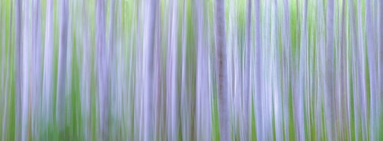 Picture of WASHINGTON STATE-SEABECK PANORAMIC ABSTRACT OF ALDER GROVE 