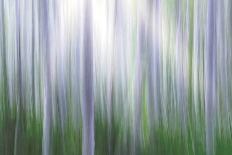 Picture of WASHINGTON STATE-SEABECK PANORAMIC ABSTRACT OF ALDER GROVE 