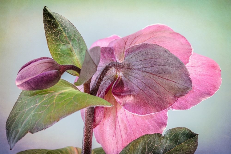 Picture of WASHINGTON STATE-SEABECK HELLEBORE BLOSSOM AND BUD 