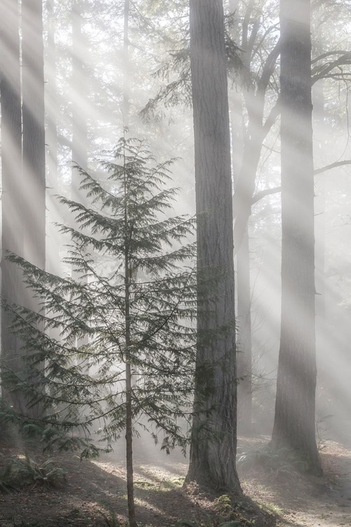 Picture of WASHINGTON STATE-SEABECK GOD RAYS AND FOG IN FOREST