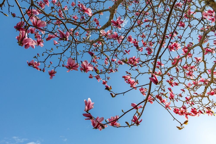 Picture of WASHINGTON STATE-SEABECK TULIP MAGNOLIA TREE IN BLOOM