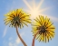 Picture of WASHINGTON STATE-SEABECK DANDELION BLOSSOMS AND SUNBURST