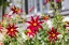 Picture of WASHINGTON STATE-FORT VANCOUVER NATIONAL HISTORIC SITE FLOWERS IN THE GARDEN